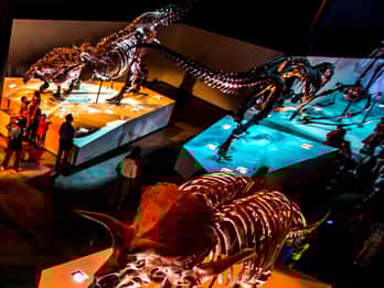 Houston: 1-Tages- oder 3-Tages-Museumspass Houston: 1-Tages- oder 3-Tages-Museumspass