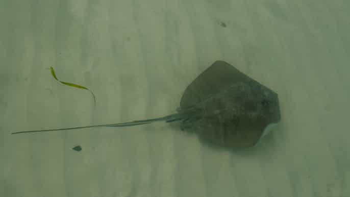 from cancun isla contoy halfday tour