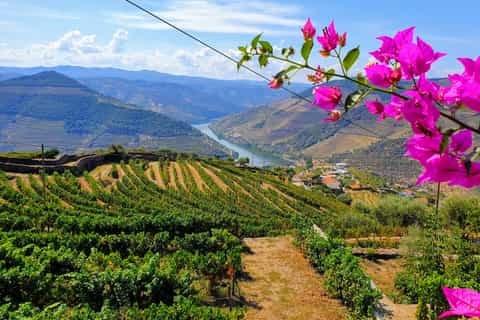 Douro Valley Excursion with Wine Tasting, Lunch & Cruise