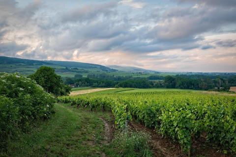 Carcassonne & Wine Getaway: Medieval Castle and Prestige Tasting Carcassonne & Wine Escape: Medieval Castle and Prestige Food Tasting