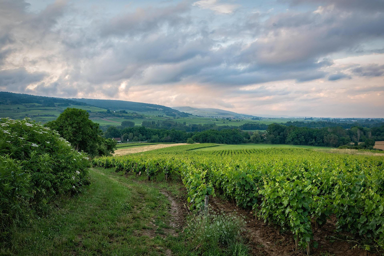 Carcassonne & Wine Getaway: Medieval Castle and Prestige Tasting Carcassonne & Wine Escape: Medieval Castle and Prestige Food Tasting
