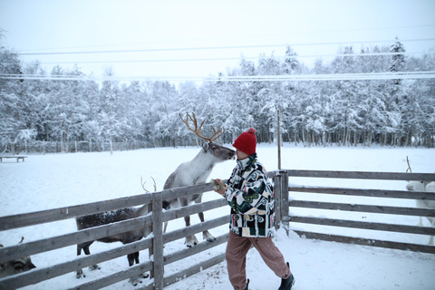 Full day: Reindeer Farm, Santa Claus Village & Husky Park