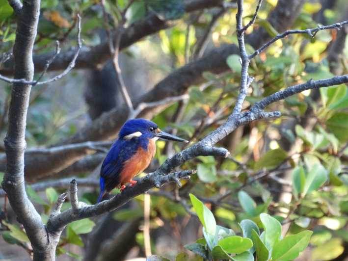 Shining-blue Kingfisher | lupon.gov.ph
