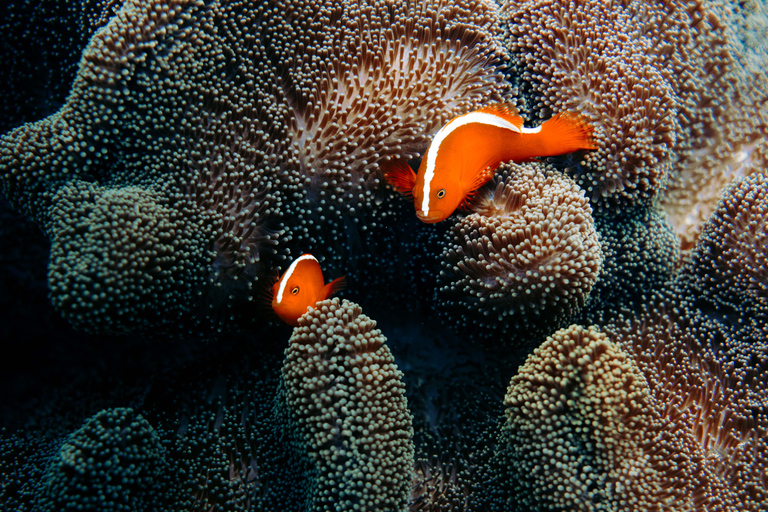 From Bali: Private Half-Day Snorkeling Tour to Nusa Penida Half Day Private Boat Trip with Hotel Transfers
