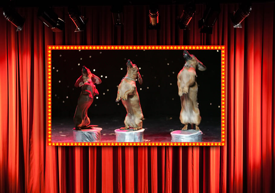 75-Minute Popovich Comedy Pet Theater in Las Vegas | GetYourGuide