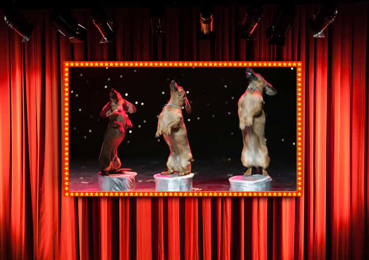 75-Minute Popovich Comedy Pet Theater in Las Vegas GetYourGuide