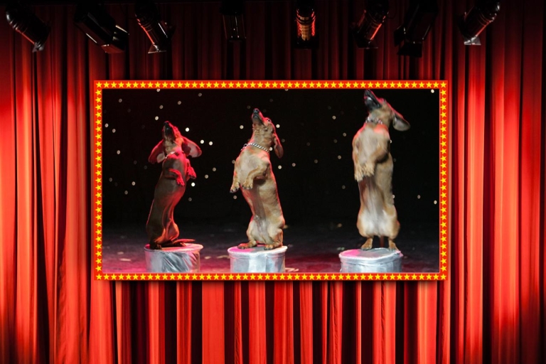 Comédie Popovich Pet Theater de 75 minutes à Las VegasPlaces générales réservées