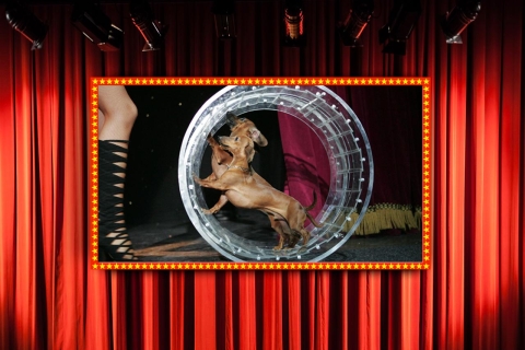 75-minutowy teatr komediowy Popovich Pet Theatre w Las VegasMiejsca ogólne zarezerwowane