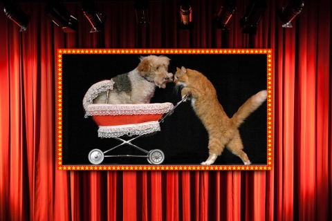 75 minuten durende Popovich Comedy Pet Theater in Las VegasAlgemeen gereserveerde zitplaatsen
