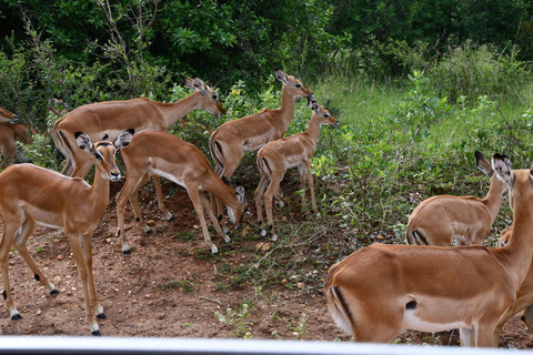 Day 3 : Game Drive and Transfer to Kigali