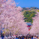 Tokyo: gita di 1 giorno a Kamakura ed Enoshima con biglietti per il tempio