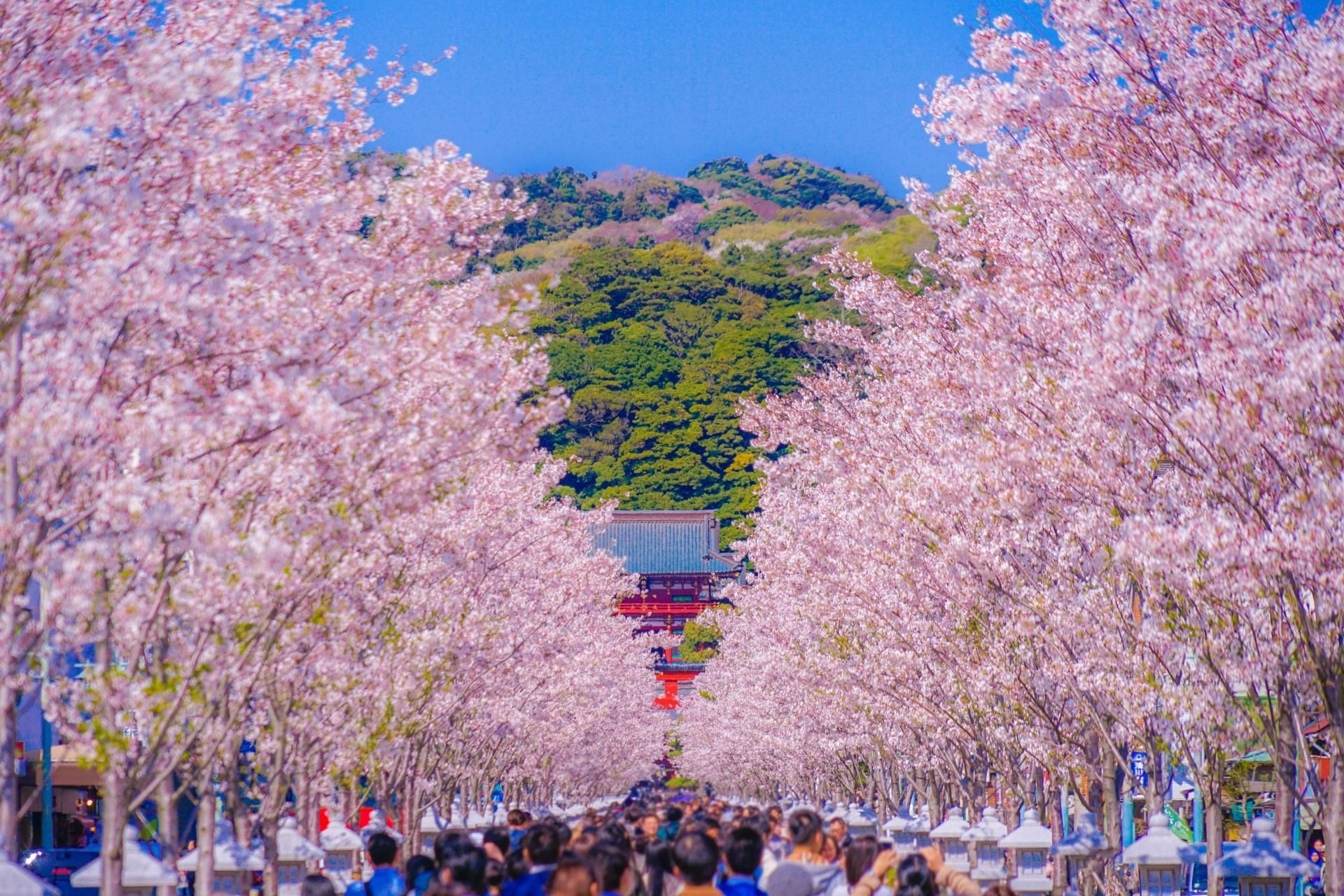 Tokio: Tagestour nach Kamakura & Enoshima inklusive Tempeltickets