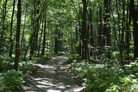 From Lviv: Skole Beskids National Park Private Hiking Tour