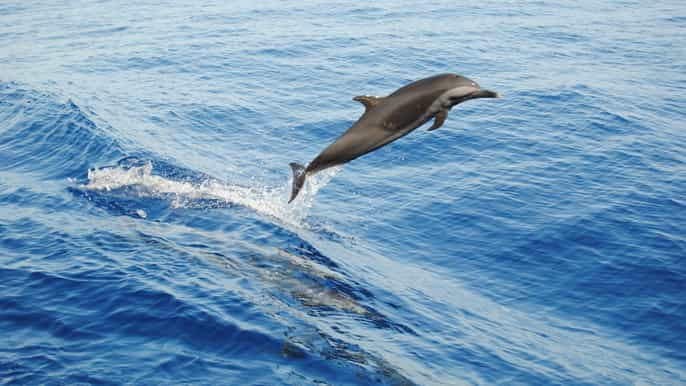 el gouna dolphin snorkeling cruise with lunch and pickup