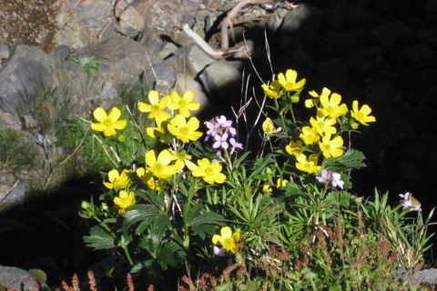 Madeira: Teixeira-wandeling van een hele dag