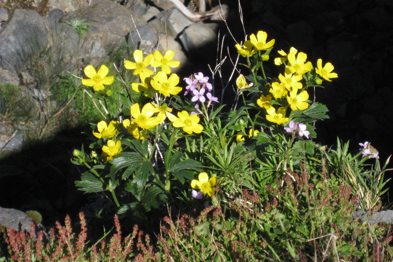 Madeira: Teixeira-wandeling van een hele dag
