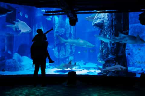 SEA LIFE London Entrance Ticket