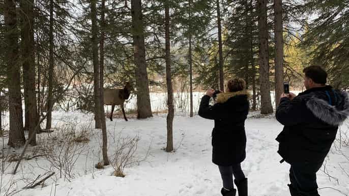 canmore wilderness and wildlife viewing walking tour