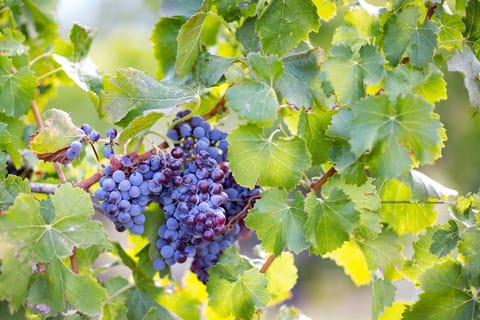 From Orosei: Gastronomy, Wine Tasting & Landscapes Tour