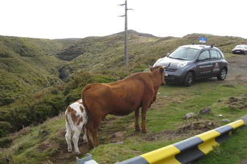 Levada do Alecrim (Lagos de Madeira) Senderismo de día completoOpción Estándar