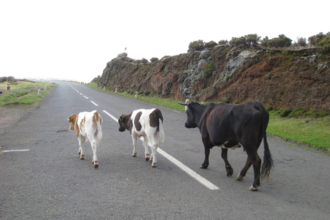 Levada do Alecrim (Meren van Madeira) DagwandelingStandaard Optie