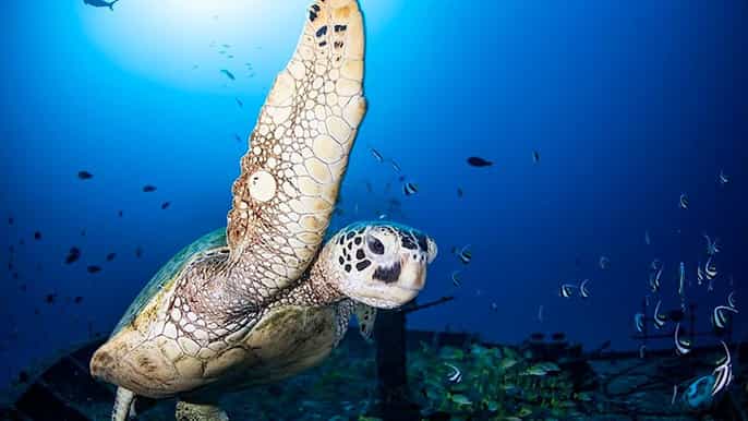 oahu excursão submarina premium de 64 passageiros em waikiki