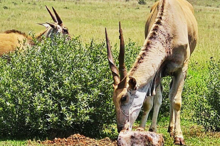 From Johannesburg: Rhino & Lion Nature Reserve Safari Tour
