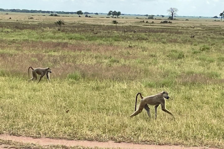 SAFARI DJURLIV FRÅN ZANZIBAR TILL MIKUMI 3 DAGAR OCH 2 NÄTTER