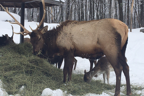 Montreal: Private Day Tour to Parc Omega & Montebello Lodge