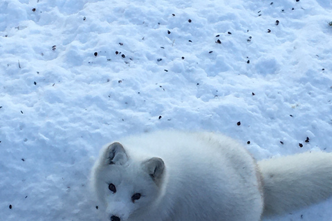 Montreal: Private Day Tour to Parc Omega & Montebello Lodge