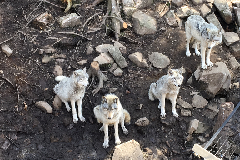 Montréal: tour privato al Parc Omega e Château Montebello