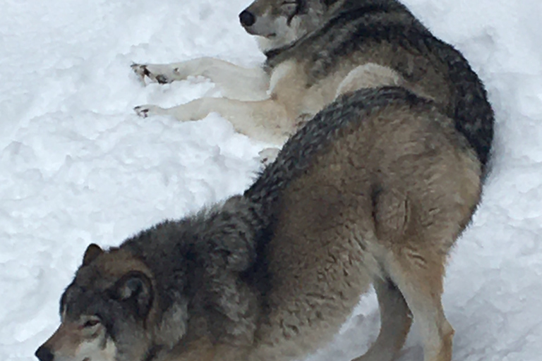 Montreal: Prywatna wycieczka do Parc Omega i Montebello Lodge?