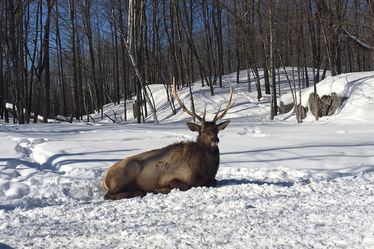 Montreal: privat dagstur till Parc Omega &amp; Montebello Lodge