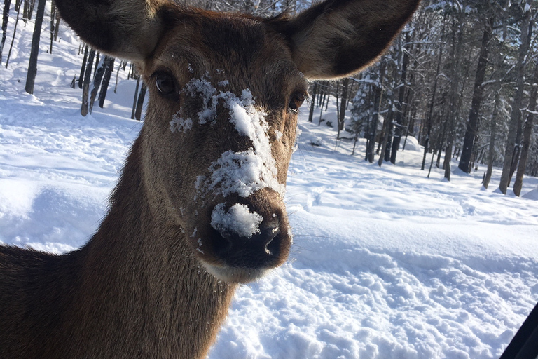 Montreal: Private Day Tour to Parc Omega & Montebello Lodge