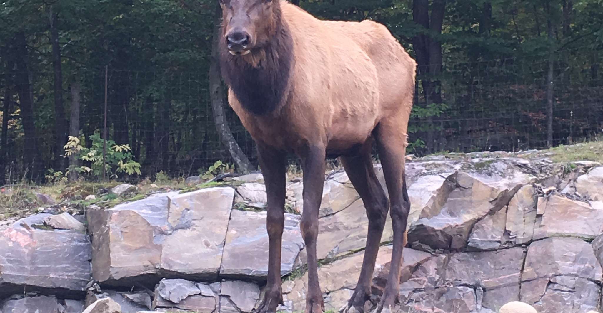 Montréal, visite d'une journée privée au parc Omega & Montebello Lodge - Hizvo