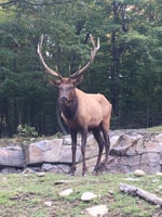 Montreal, tour privato di un giorno al Parc Omega & Montebello Lodge - Hizvo