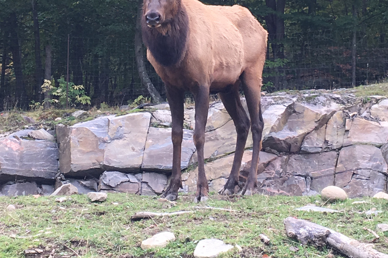 Montreal: Private Day Tour to Parc Omega & Montebello Lodge