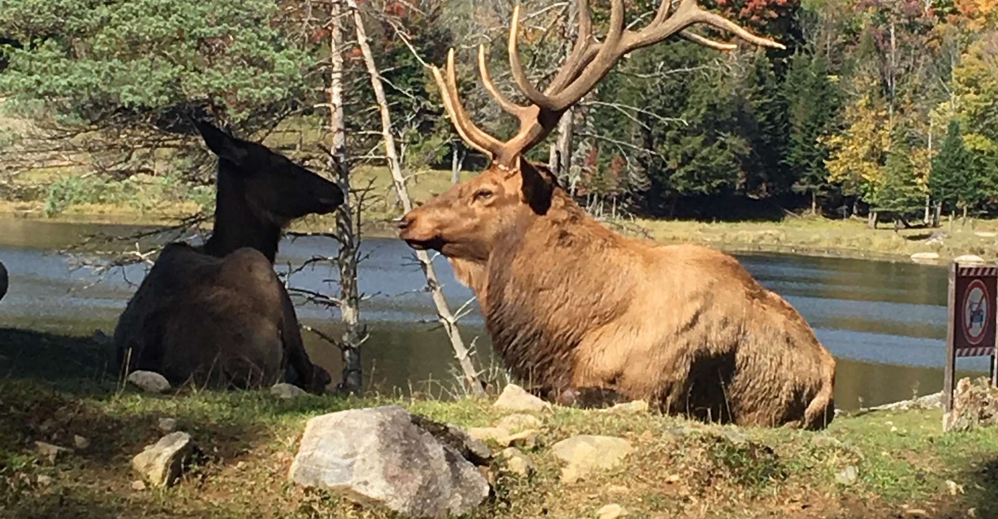 Montréal, visite d'une journée privée au parc Omega & Montebello Lodge - Hizvo