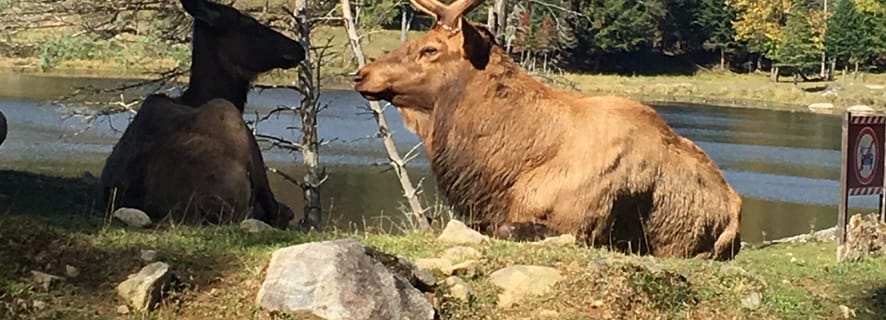 Montreal: Private Day Tour to Parc Omega & Montebello Lodge