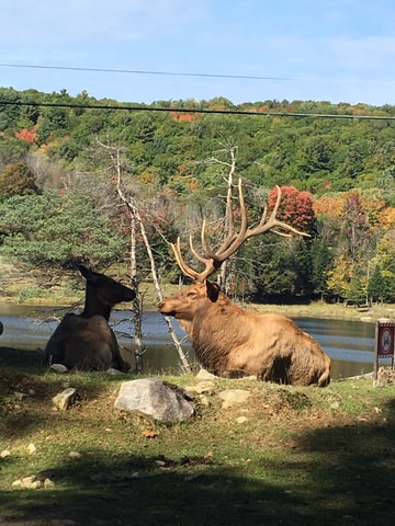 Montreal: Private Day Tour to Parc Omega & Montebello Lodge