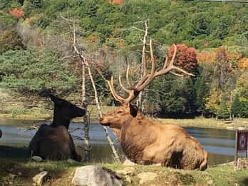 Montreal: Private Tagestour zum Omega Park und Montebello Montreal: Private Tagestour zum Omega Park und Montebello
