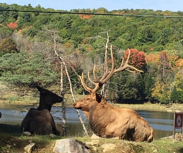Montreal: Private Day Tour to Parc Omega & Montebello Lodge