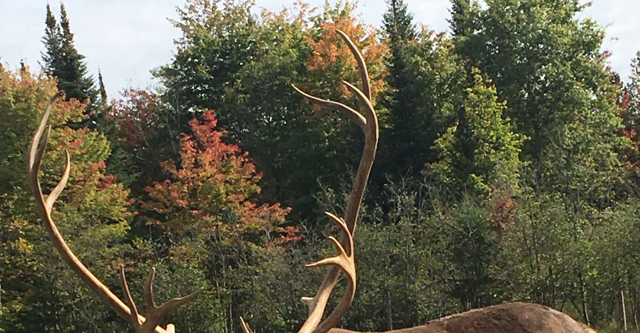 Montréal, visite d'une journée privée au parc Omega & Montebello Lodge - Hizvo