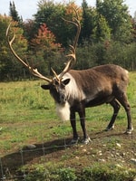 Montreal, tour privato di un giorno al Parc Omega & Montebello Lodge - Hizvo