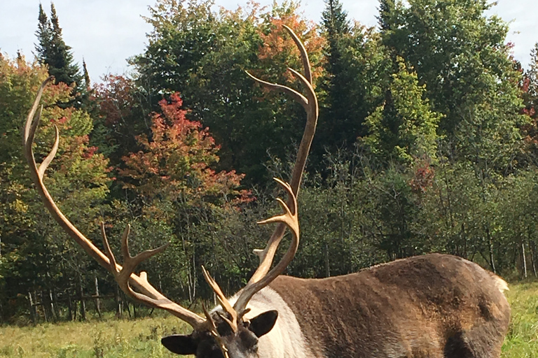 Montreal: Private Day Tour to Parc Omega & Montebello Lodge