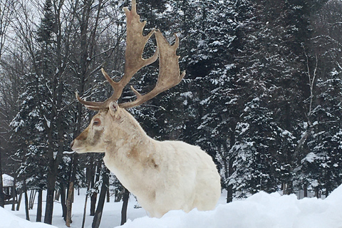 Montréal : visite privée parc Omega et château MontebelloMontréal : visite privée d'une journée au Parc Omega