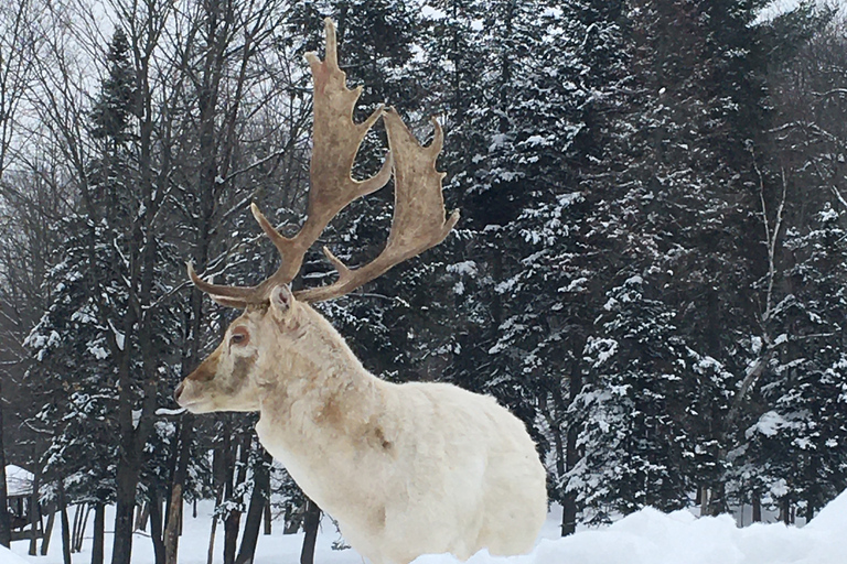 Montréal : visite privée parc Omega et château MontebelloMontréal : visite privée d'une journée au Parc Omega