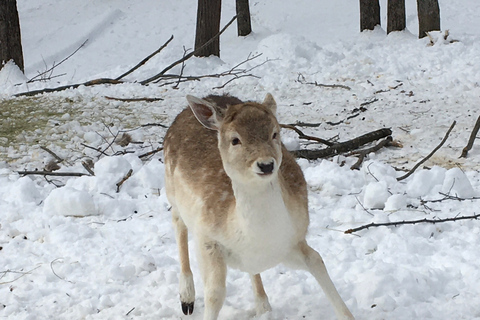 Montreal: Private Day Tour to Parc Omega & Montebello Lodge