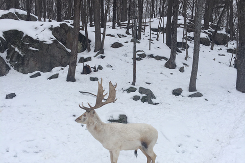 Montréal: tour privato al Parc Omega e Château Montebello