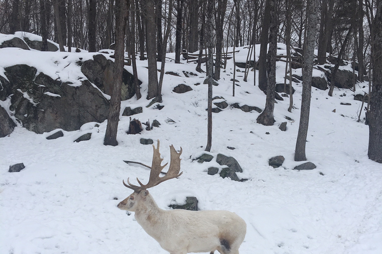 Montreal: Private Day Tour to Parc Omega & Montebello Lodge